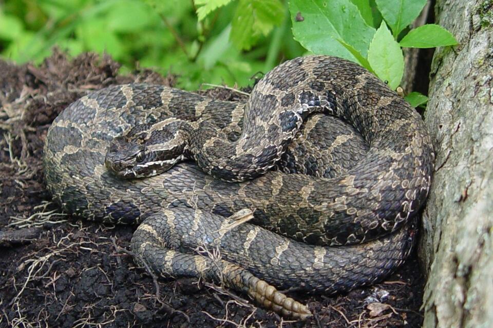 Michigan Man Learned the Hard Way That Rattlesnakes Hate Photo Shoots