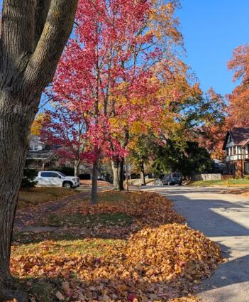 ⚠️ Free leaf bag pickup & fall leaf vacuuming in Moline - NewsBreak