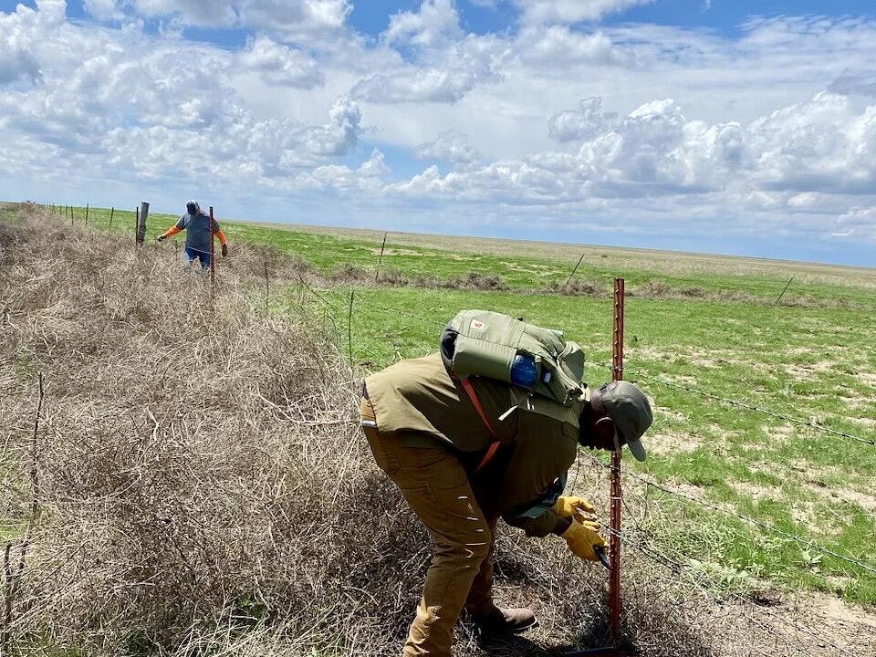 Improving and restoring pronghorn habitat in the Texas Panhandle