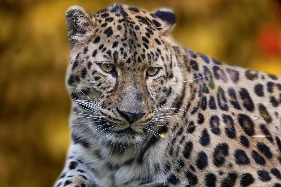 7 Unexpected Places Where You Can See Big Cats in the Wild - NewsBreak