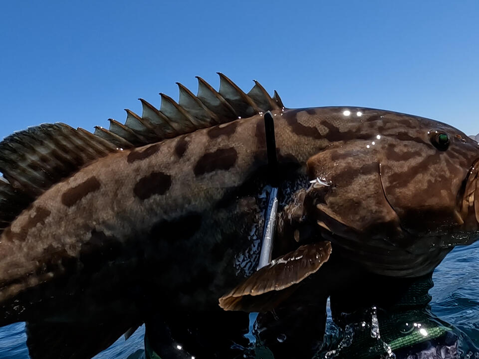 These Rare Mexican Grouper are Delicious Ryan Myers Expeditions