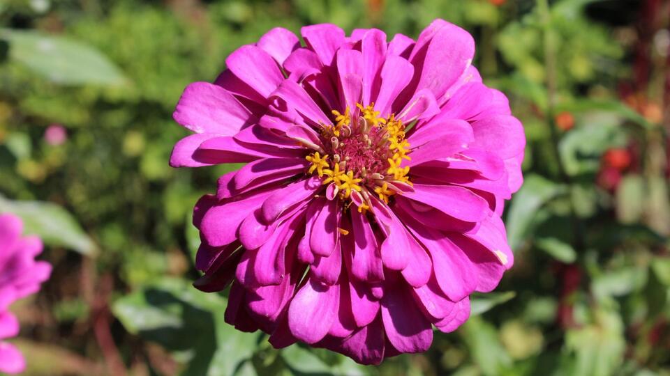 12 Flowers That Sprout in Days and Bloom in Weeks - NewsBreak