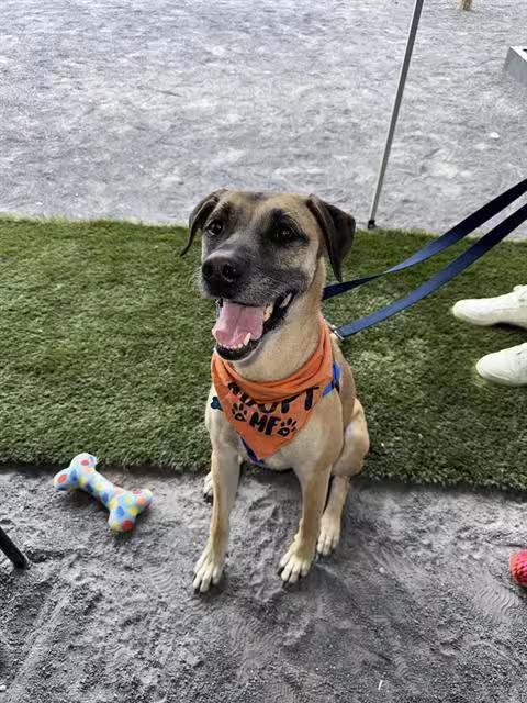 🐶 Playful, Gentle & Loyal Dogs Ready for Adoption in Albuquerque ...