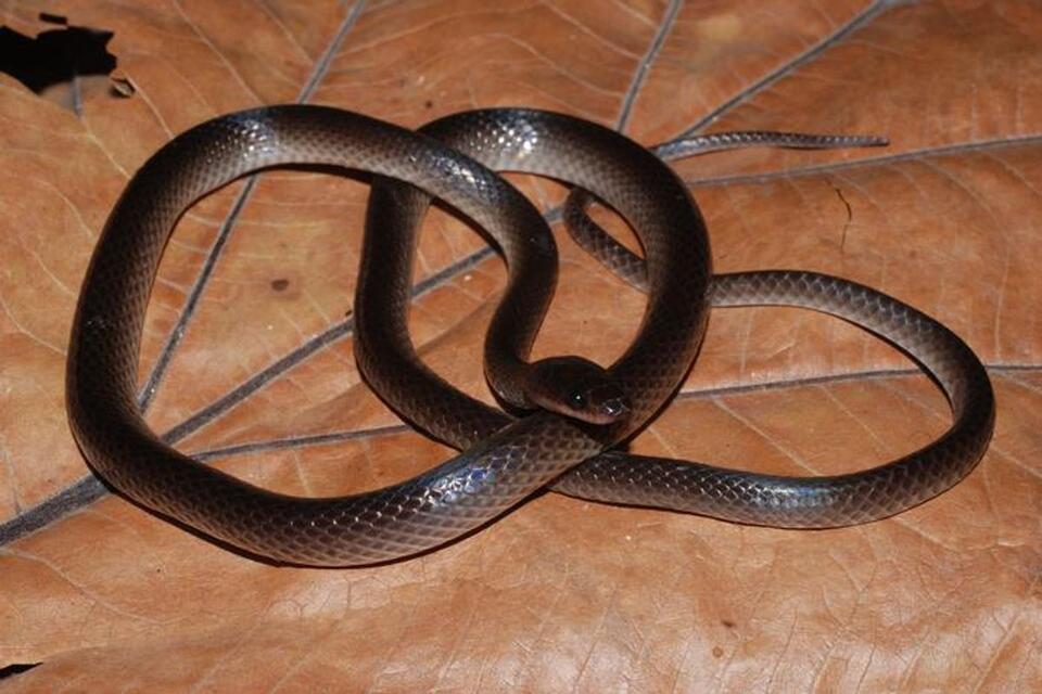 A Herpetologist’s Guns N’ Roses Fandom Inspired a New Snake Named After ...