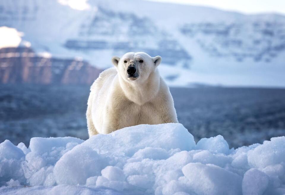 Some polar bears are surviving bird flu, and scientists want to know ...