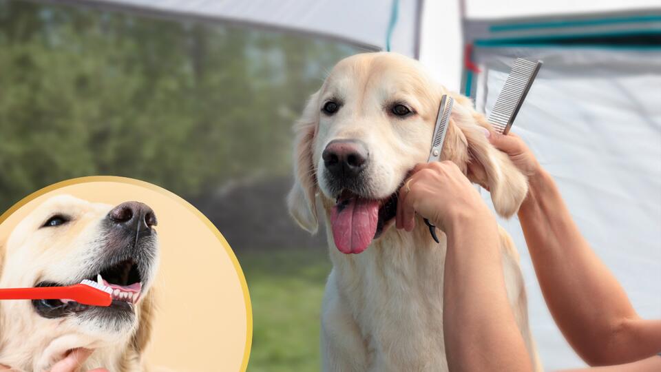 American Kennel Club