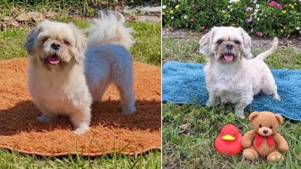 A totally terrific dog, Sandy the Shih Tzu, is ready for his forever family today