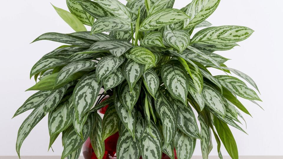 10 Good Luck Plants to Bring Fortune Into Your Home - NewsBreak