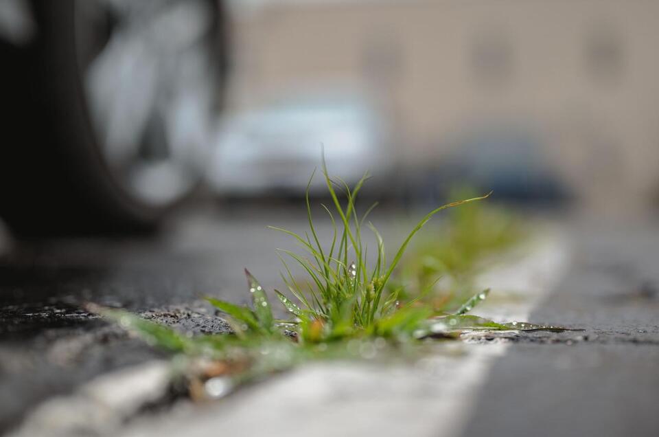 The Weeding Habit That Actually Spreads Weeds Faster