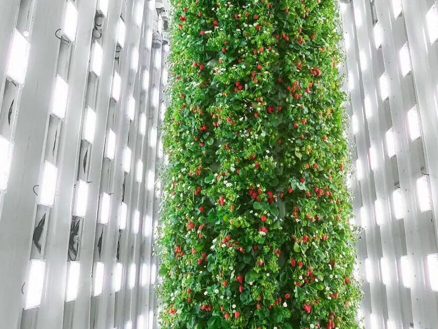 Virginia’s first indoor vertical strawberry farm opens in Chesterfield