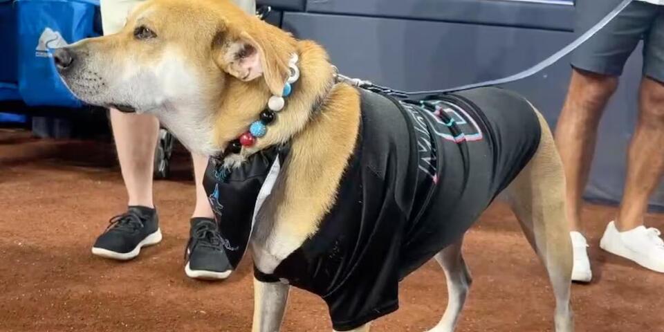 Jonah the viral Marlins dog gets a special day at loanDepot park in Miami