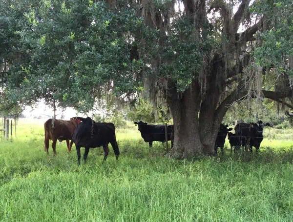 Another Florida Family Farm Preserved Through Rural And Family Lands ...