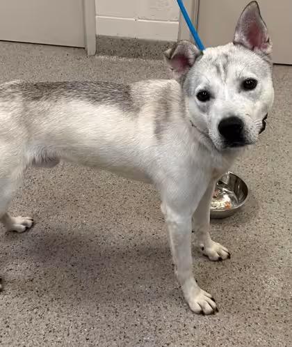 🐶 Playful, Wise & Loyal Dogs Ready for Adoption in Fishers - NewsBreak