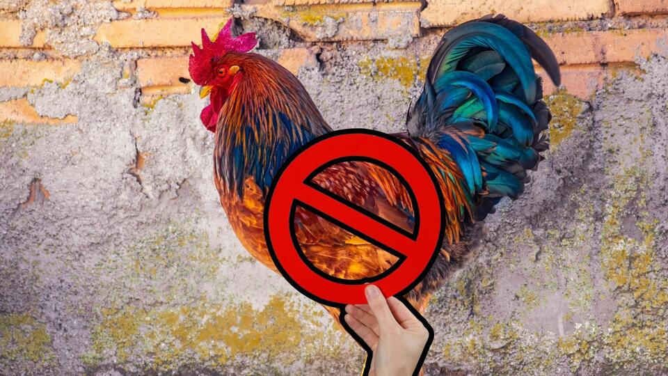 Brick, NJ Bans People From Owning Roosters In New Legislation - NewsBreak