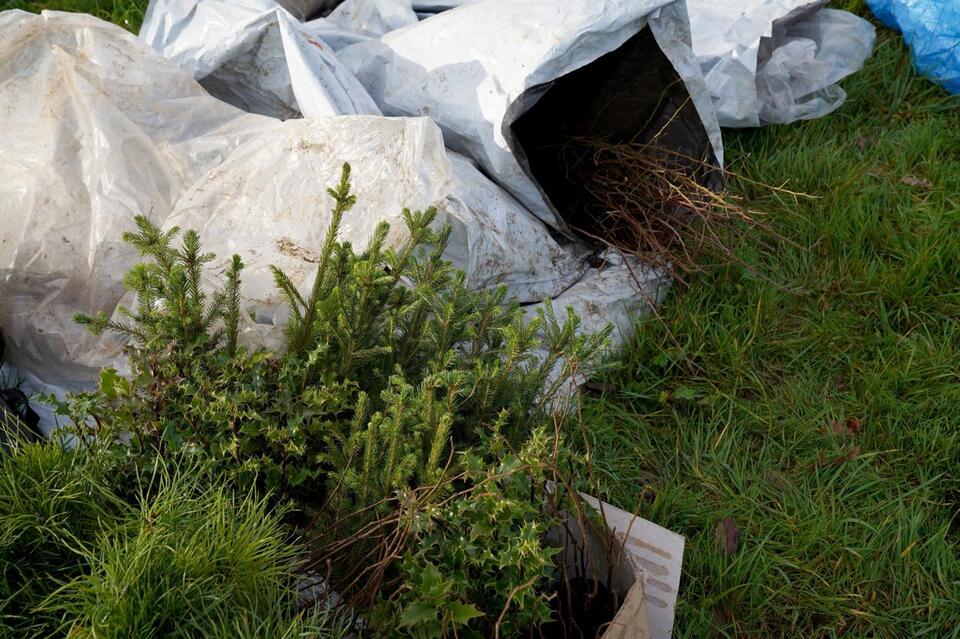Minnesota Landowners Can Now Get Paid To Plant Trees On Their Property ...