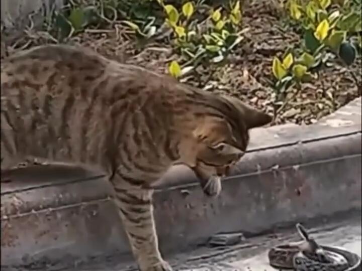 Cats are actually so fast, that snake is clueless that it doesn’t even