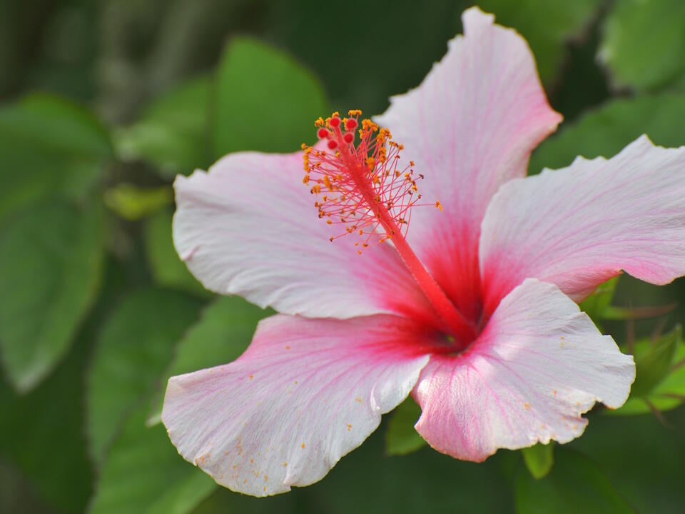 How to fertilize hibiscus plus expert tips on when to do it for