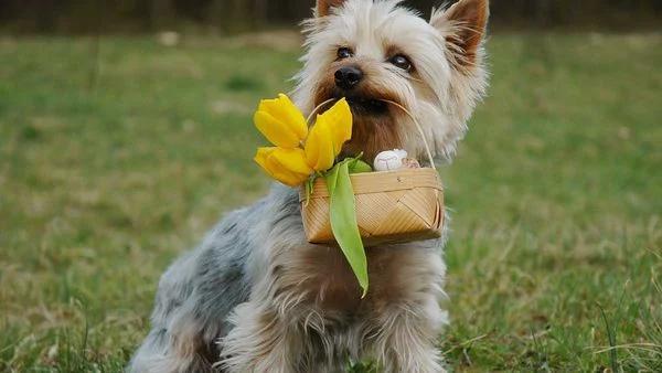 37 Perfect Dogs for Grandparents Who Want Companionship Without the Chaos