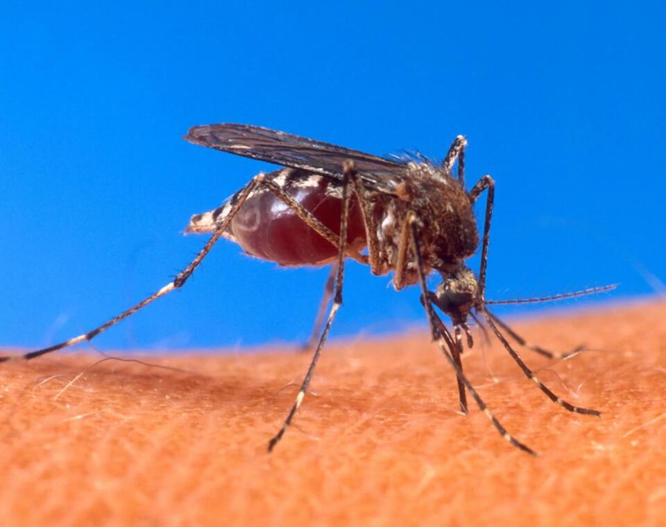 8 Biting Insects in Delaware: Symptoms, Risks, and Prevention - NewsBreak