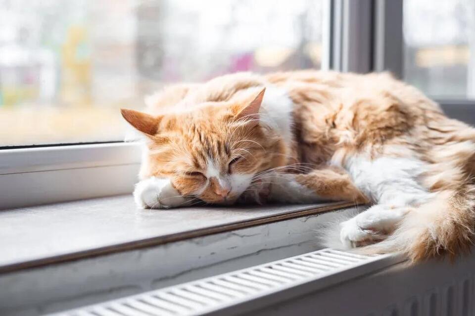 Upcoming ‘Cat Walk’ event offers a guided tour of West Philly’s ...