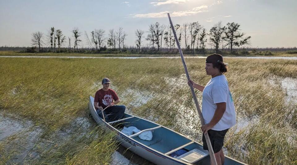 Secrets Of Wild Rice Beds In Wisconsin’s Bad River Reservation - NewsBreak