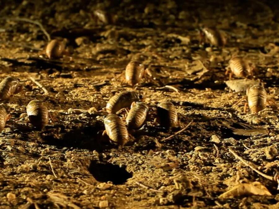 When will cicadas emerge in Illinois? Here's what could trigger the ...