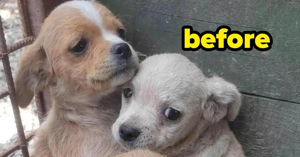 This Before-And-After Photo Of A Puppy Adopted From A Shelter Is The ...