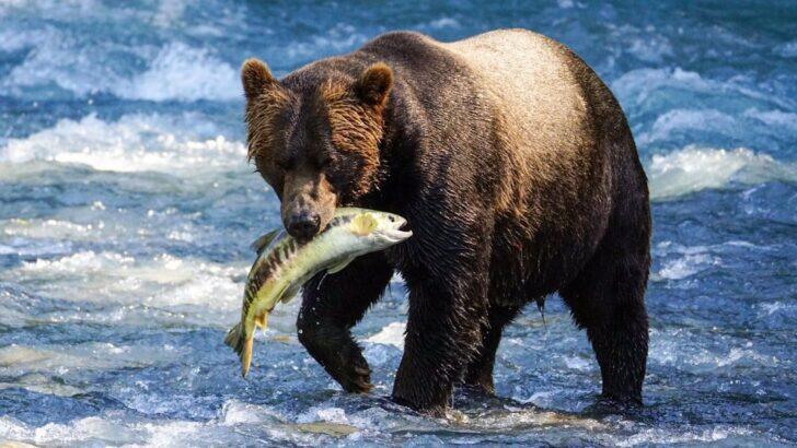 9 Animal Facts That Prove Nature Has No Mercy - NewsBreak