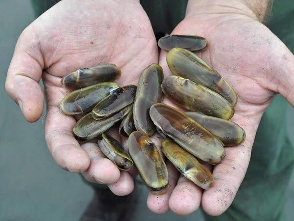 Razor Clam Harvesting Opens on the Central Coast - NewsBreak