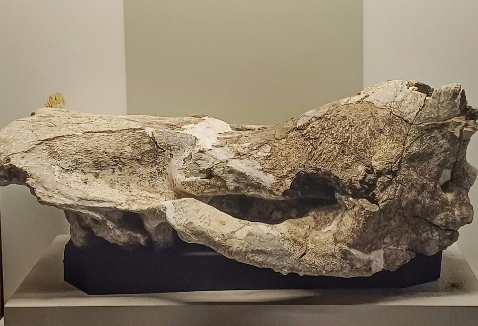 Dakota, the Mummified Dinosaur: How a North Dakota Find Changed ...
