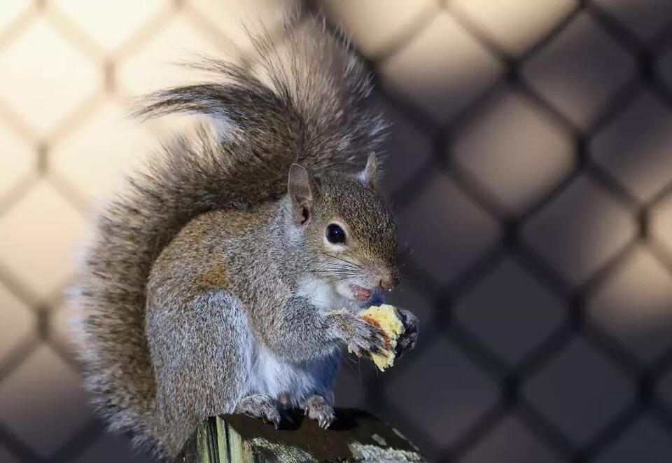 Why Are Michigan’s Squirrels Such Unusual Colors? - NewsBreak