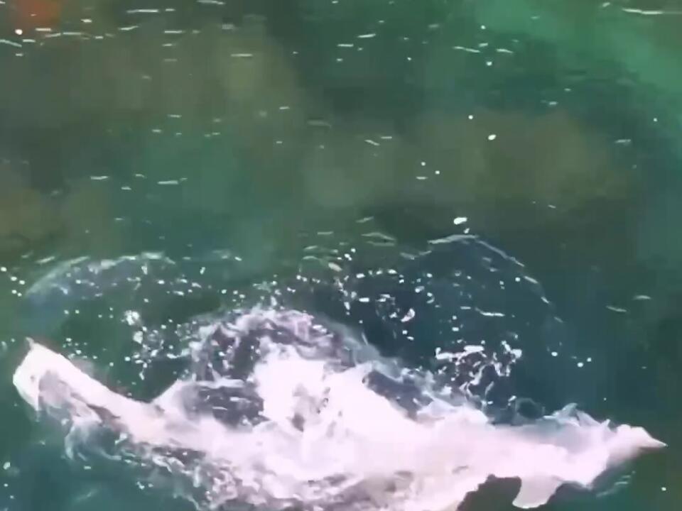 An attack filmed from up above that is a must see! Florida Hammerhead Sharks Summer Drone