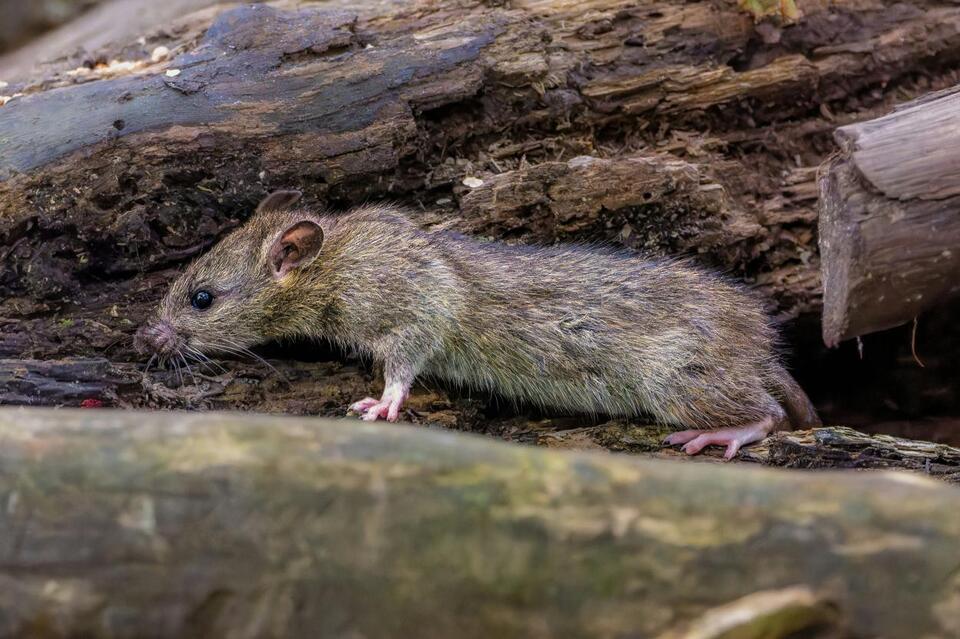 Michigan’s Rat Problem Worsens in 2025 Ranking - NewsBreak