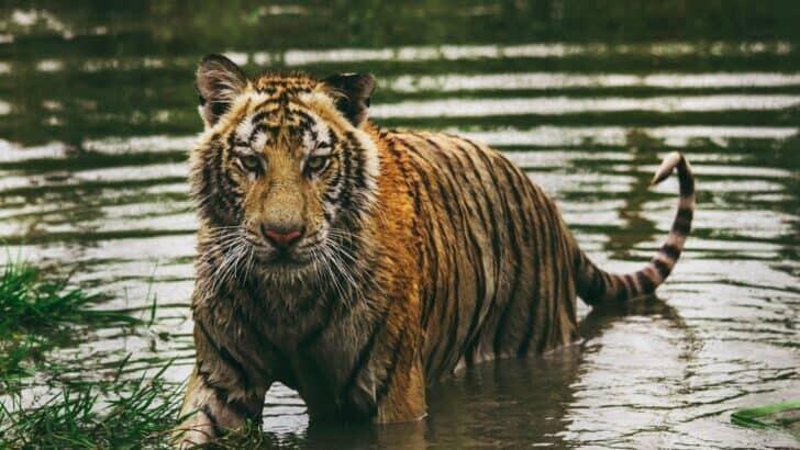 Tigers Are Known to Swim and Even Enjoy It - NewsBreak