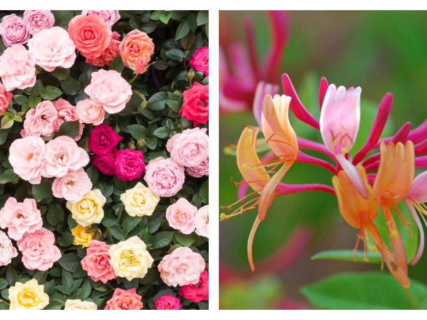 The Month of June Has 2 Birth Flowers to Choose From—Here's What They