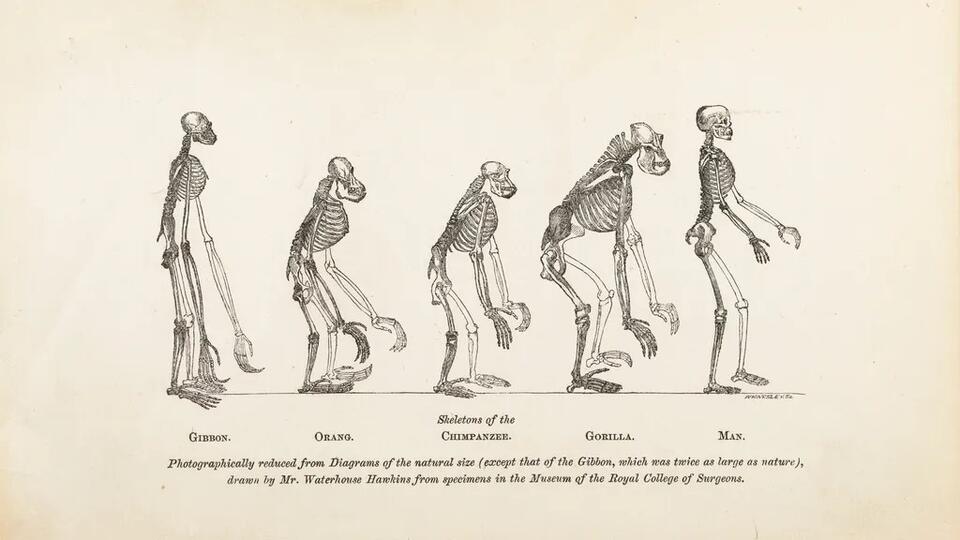 8 Human Evolution Facts That Sound Completely Made Up - NewsBreak
