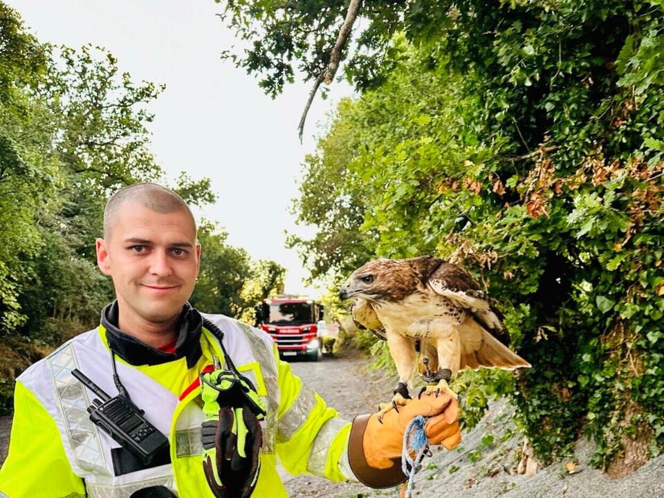 Hawk rescued by firefighters after getting trapped in a tree