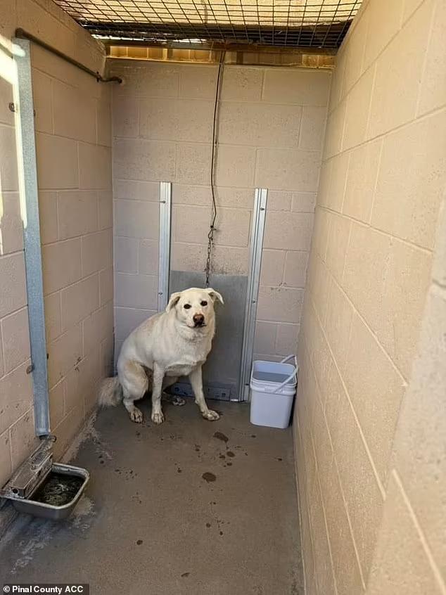 Tear-jerking moment woman dumps confused Labrador outside animal ...