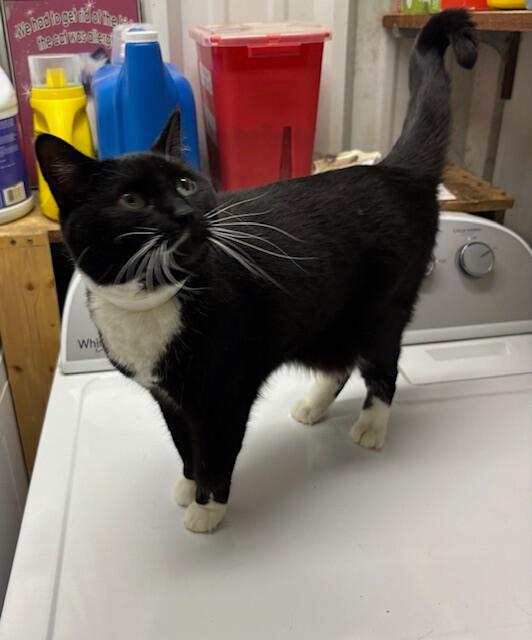 Lucy the Tuxedo Cat Available for Adoption - NewsBreak