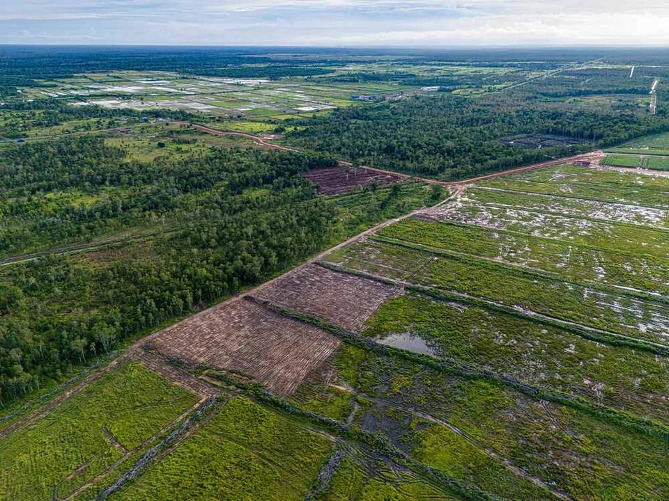 ‘World’s Largest Deforestation Project’ Halted Early, Saving ...