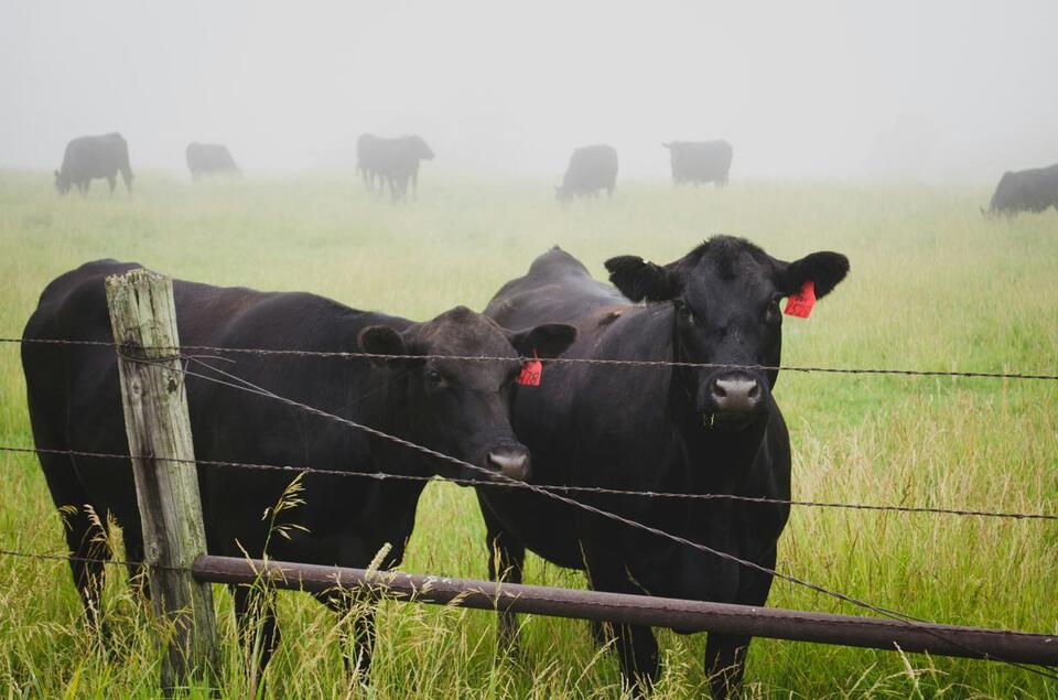 23 Cattle Worth $150,000 Reported Stolen in East Texas - NewsBreak