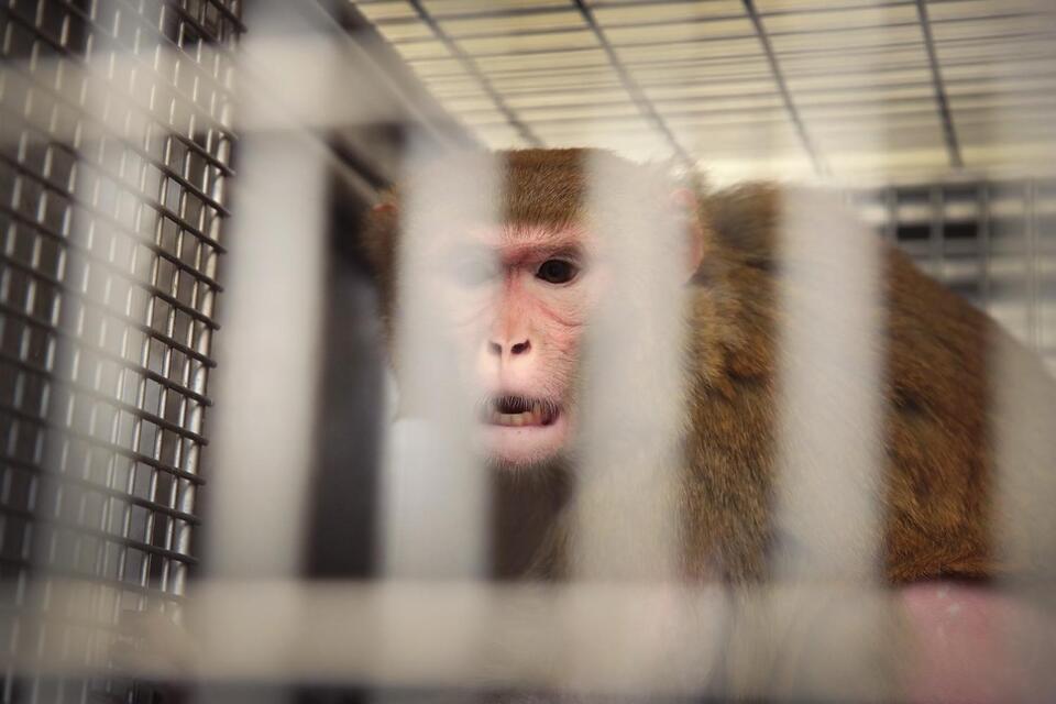 130 CDC monkeys need a new home - NewsBreak