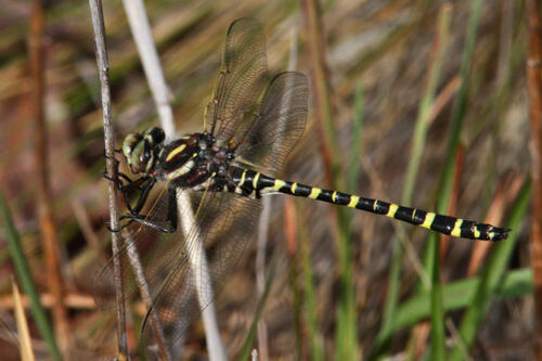 Researchers project extensive habitat loss for rare Florida dragonfly