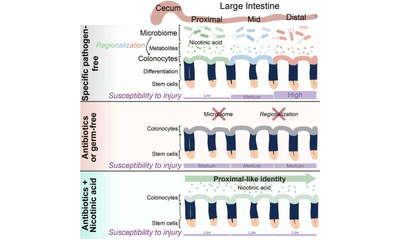 Gut bacteria drive process that protects colon tissue, study shows