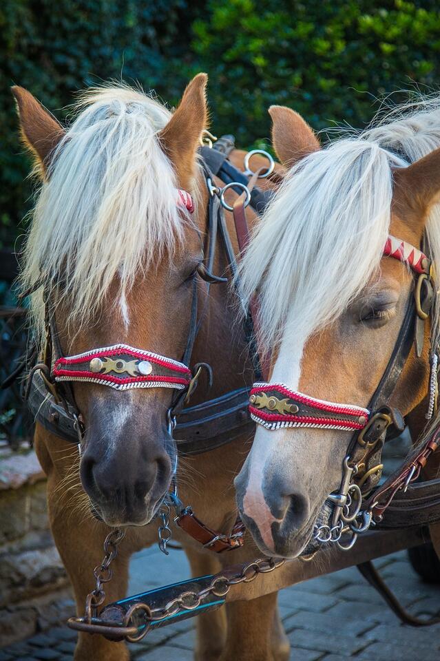 Downtown St. Joseph carriage rides return for the holiday season ...