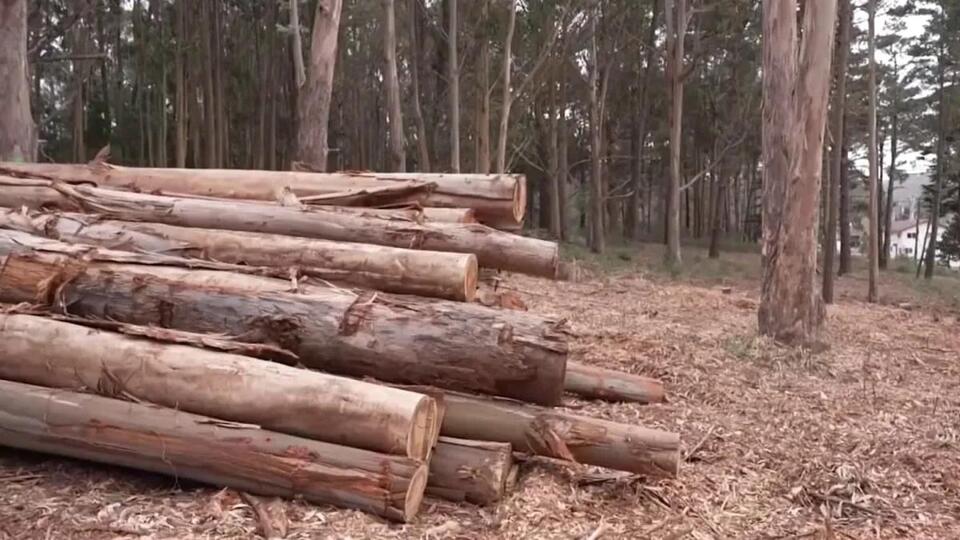 Caltrans spending $500,000 to remove eucalyptus trees in Montara