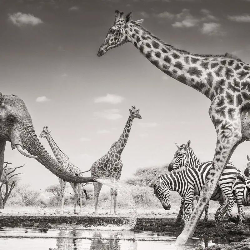 Grieving elephants to terrifying reptiles: 2026’s best wildlife photos revealed