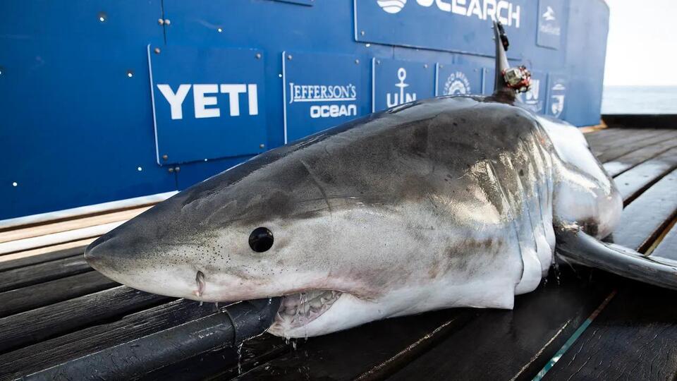 10-foot-great-white-shark-named-penny-has-been-circling-waters-off