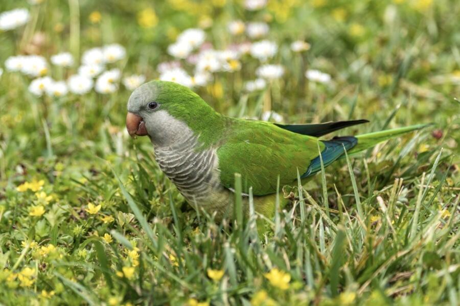 Invasive monk parakeets damage historic Round Rock water tower - NewsBreak