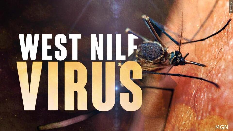 Wyomissing mosquito sample tests positive for West Nile Virus in Berks ...